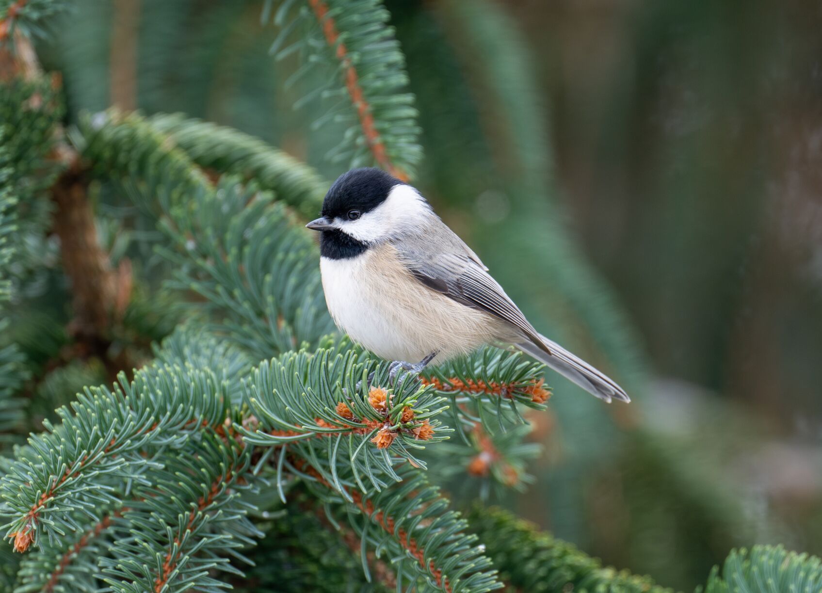 Christmas Trees Can Build Habitat for Wildlife Reminds ODNR